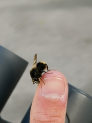 Criorhina ranunculi