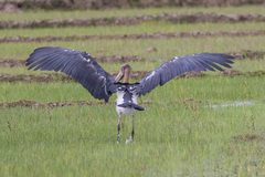 Leptoptilos javanicus