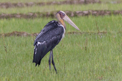 Leptoptilos javanicus