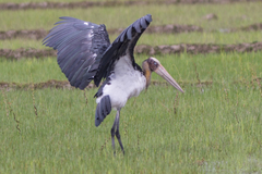 Leptoptilos javanicus