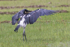 Leptoptilos javanicus