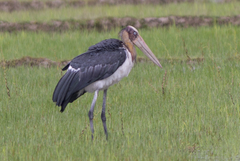 Leptoptilos javanicus