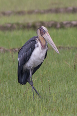 Leptoptilos javanicus