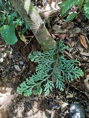 Selaginella uncinata