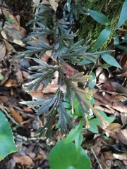 Selaginella uncinata