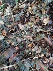 Selaginella uncinata