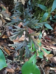 Selaginella uncinata