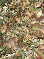Selaginella uncinata