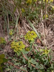 Euphorbia flavicoma
