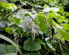 Poa cuspidata
