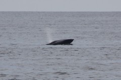 Balaenoptera borealis