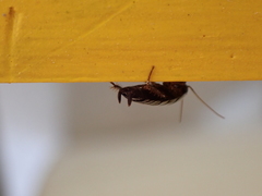 Loboptera canariensis