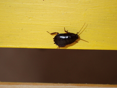 Loboptera canariensis