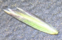 Poa cuspidata