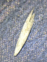 Poa cuspidata