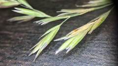 Poa cuspidata