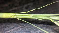 Poa cuspidata