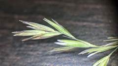 Poa cuspidata