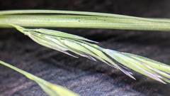 Poa cuspidata