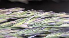 Poa cuspidata