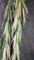 Poa cuspidata
