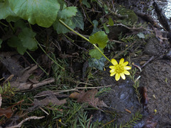 Ficaria verna verna