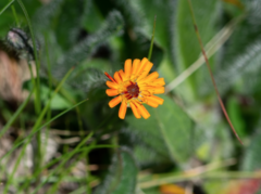 Pilosella aurantiaca