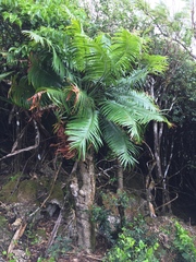 Cycas micronesica