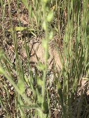 Amsinckia lycopsoides