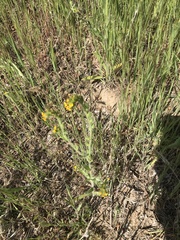 Amsinckia lycopsoides