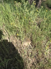 Amsinckia lycopsoides