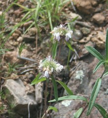 Monarda citriodora