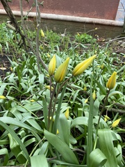Tulipa sylvestris biebersteiniana