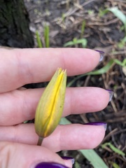 Tulipa sylvestris biebersteiniana