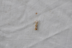 Catoptria permutatellus