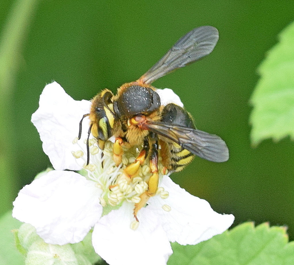 Seven-toothed Red Resin bee