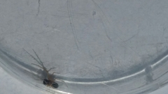 Neottiura bimaculata