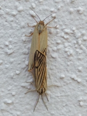 Spiris striata