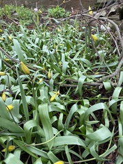 Tulipa sylvestris biebersteiniana