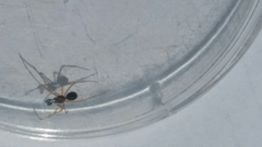 Neottiura bimaculata