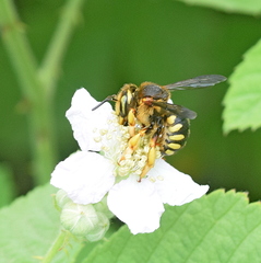 Rhodanthidium septemdentatum