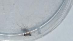 Neottiura bimaculata