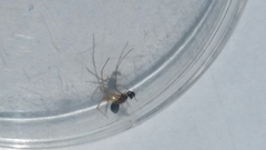 Neottiura bimaculata