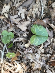 Hexastylis virginica