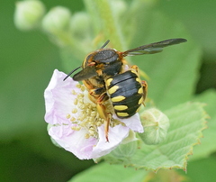 Rhodanthidium septemdentatum