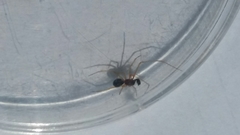 Neottiura bimaculata