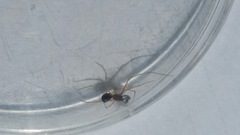 Neottiura bimaculata