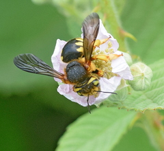 Rhodanthidium septemdentatum
