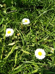 Bellis perennis