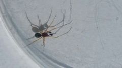 Neottiura bimaculata